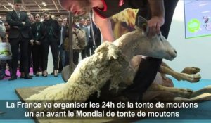 La France va organiser les 24h de la tonte de moutons