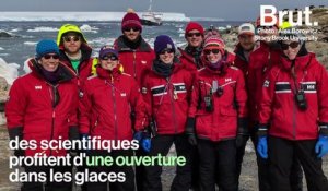 Des super-colonies de manchots Adélie viennent d’être découvertes dans l’Antarctique