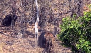 Inde : Une maman Ours lippu défend ses enfants et entre en bagarre avec un tigre !