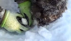 Il trouve un chien piégé dans la glace et sauve l'animal... Héro du jour