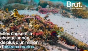 Cécile de France : "Dans 30 ans, si on ne fait rien, il y aura plus de plastique dans l'océan que de poissons"