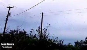 Une effrayante pluie d'araignée s'abat au Brésil