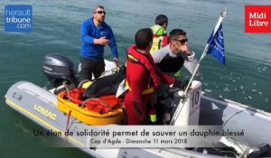 HT CAP D'AGDE : Un élan de solidarité permet de sauver un dauphin blessé