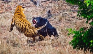 Une lutte acharnée entre une ourse et un tigre dans une réserve naturelle