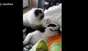 Dans cette vidéo adorable un chat masse tendrement un chien