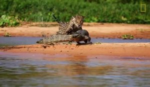 Crocodile VS Jaguar - Combat de titans