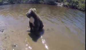 Ce koala mignon nage pour traverser une rivière !