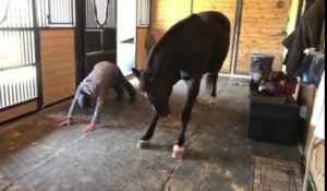 Ce cheval fait du Yoga avec son dresseur !