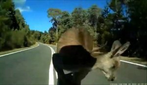 Un cycliste evite de justesse un kangourou dans une descente à plus de 70kmh