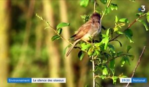 Environnement : le silence des oiseaux