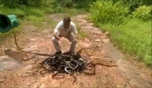 Cet homme libère des centaines de serpent et plonge les mains dans le tas... Dingue