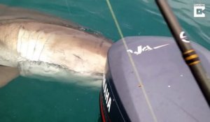 Un grand requin blanc tourne autour d'un bateau et met des coups de dents dans la coque