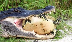 Ce crocodile lutte pour manger une tortue... Coquille trop dure