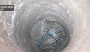 Le sauvetage risqué d'un léopard tombé dans un puis en inde