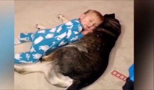 La réaction de ce chien qui voit bébé tomber de sommeil... Juste adorable