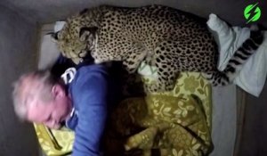 Cet homme dort avec son guépard apprivoisé... Gros chat