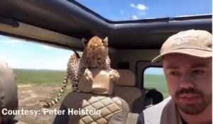 Quand un guépard sauvage s'incruste dans la voiture d'un  touriste en plein safari