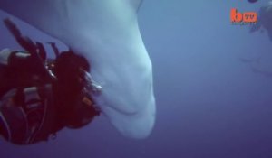Ce plongeur courageux va retirer un hameçon de la gueule d'un requin qui  se laisse faire