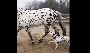 Ce dalmatien a retrouvé sa maman... Enfin presque