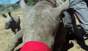 Un petit rhinocéros protège sa maman