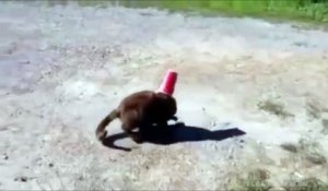 Regardez qui va aider ce chat qui a la tête coincée dans un gobelet
