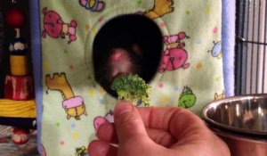 Ce rat déteste les brocolis et le fait savoir à son maitre