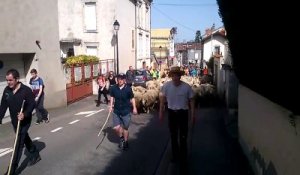 Des milliers de personnes ont accompagné la 10e transhumance des moutons du lycée agricole de Pixérécourt vers le plateau de Malzéville.