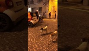 Deux hommes à scooter vs Deux chiens (Italie)