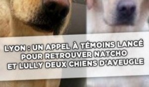 Lyon: Un appel à témoins lancé pour retrouver Natcho et Lully, deux chiens d'aveugle volés