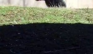 Un gorille surpris en train de marcher comme un humain