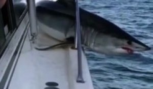 Quand un requin saute et s'échoue sur un bateau