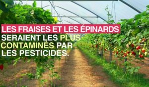 Pesticides : les fruits et légumes les plus contaminés