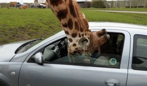 Une girafe brise la vitre d'une voiture