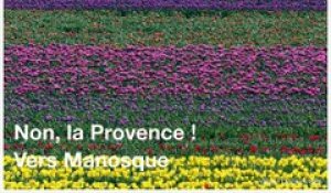 Les tulipes sont en fleurs en Provence. Un spectacle de printemps