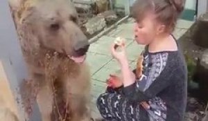 Un animal de compagnie un peu encombrant : gros ours