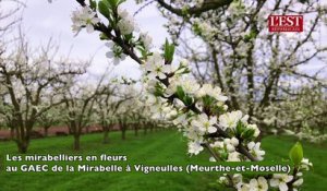 Les mirabelliers en fleurs au Gaec de la Mirabelle à Vigneulles