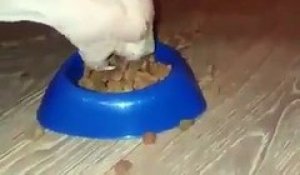 Quand ton chat a vraiment très faim