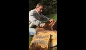 Coup de gueule d'un apiculteur (Finistère)