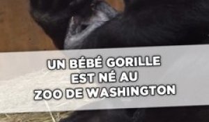 Un bébé gorille est né au zoo de Washington