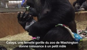 Une femelle gorille donne la vie au zoo de Washington