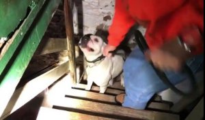 Enchaîné dans un sous-sol ce pitbull est sauvé par des passants !