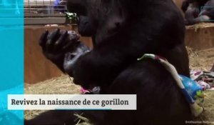 Calaya, une femelle gorille, a donné naissance à Moke au zoo de Washington.