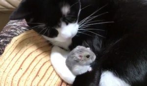 Ce hamster adorable dort entre les pates d'un chat
