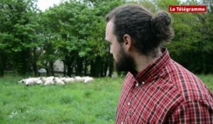 Brest. Des moutons pour tondre les espaces verts