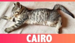 Cairo : Le chat du rappeur Macklemore !