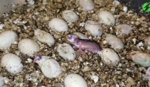 Naissance D Un Alligator Qui Sort De Son Oeuf Moment Magique Sur Orange Videos