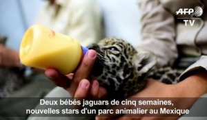 Deux bébés jaguars, nouvelles stars d'un zoo au Mexique