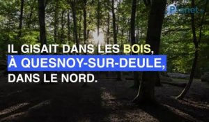 Angélique : les liens étranges qu'elle avait avec l'homme qui a avoué son meurtre