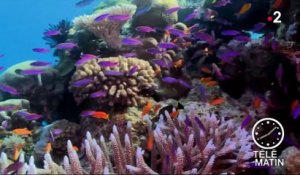 Australie : 372 millions d'euros pour protéger la Grande barrière de corail