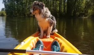 Ce chien qui lutte contre le sommeil au bord d'un kayak fait des millions de vues